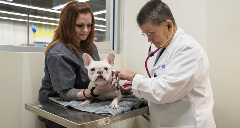 Insolite : Des jours  de congés pour  soigner un animal Insolite : Des jours  de congés pour  soigner un animal