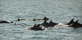 La saison meurtrière des dauphins de la mer Noire