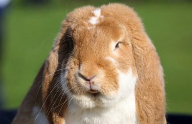 Insolite : Les Polonais invités à prendre exemple sur les lapins