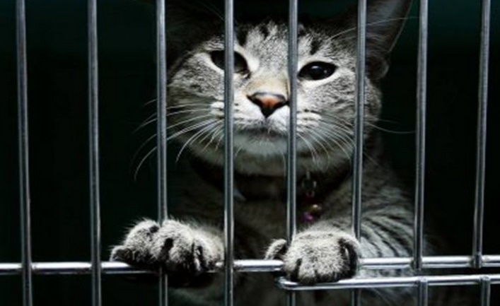 Insolite : Chat meurtrier