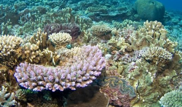 Des chercheurs réussissent à transplanter du corail