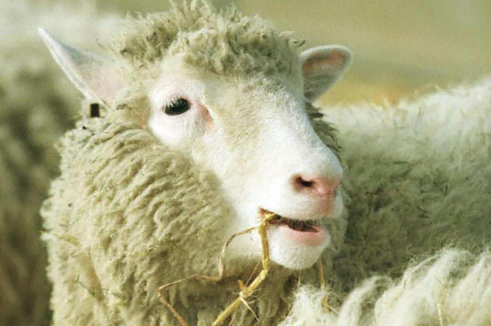 L'arthrose de Dolly sans rapport avec son clonage