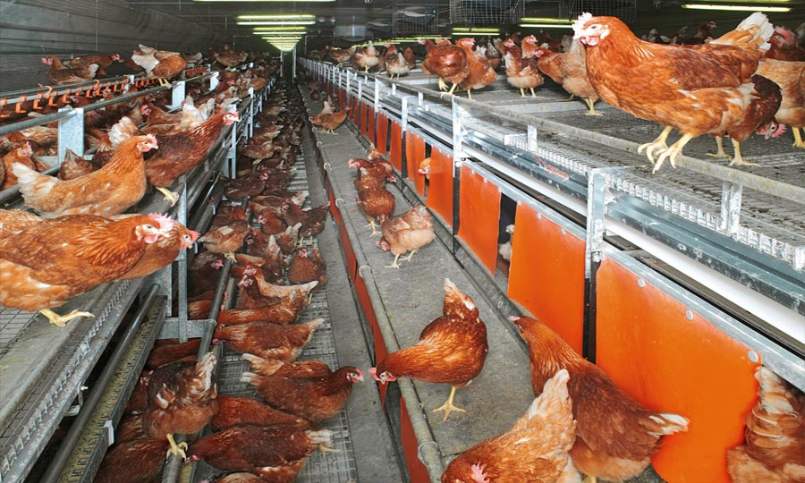 Les exportations marocaines avicoles vers l'Afrique présentent un fort potentiel