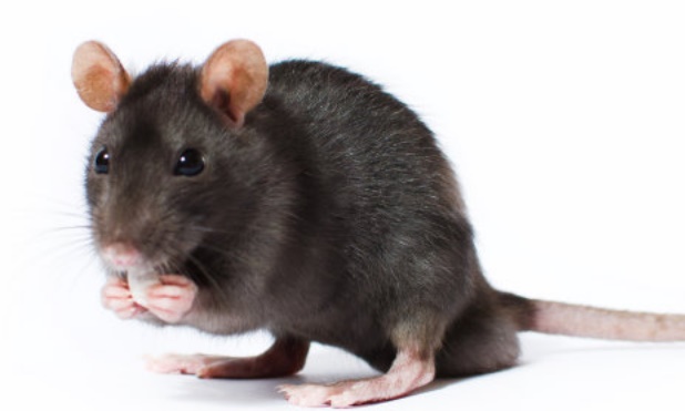 Avec le changement climatique, la souris mute et remonte au Nord