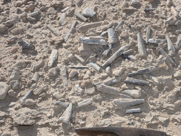 Des œufs fossilisés révèlent les secrets du ptérosaure