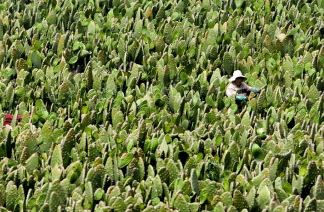 Insolite : Le cactus, un aliment d'avenir