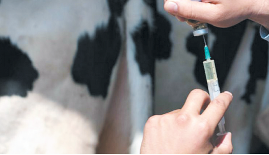 Campagne de vaccination de rappel des bovins contre la fièvre aphteuse couplée à l’identification des bovins non identifiés