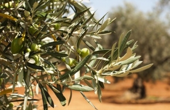 Troisièmes Assises régionales de l’olivier à Tétouan