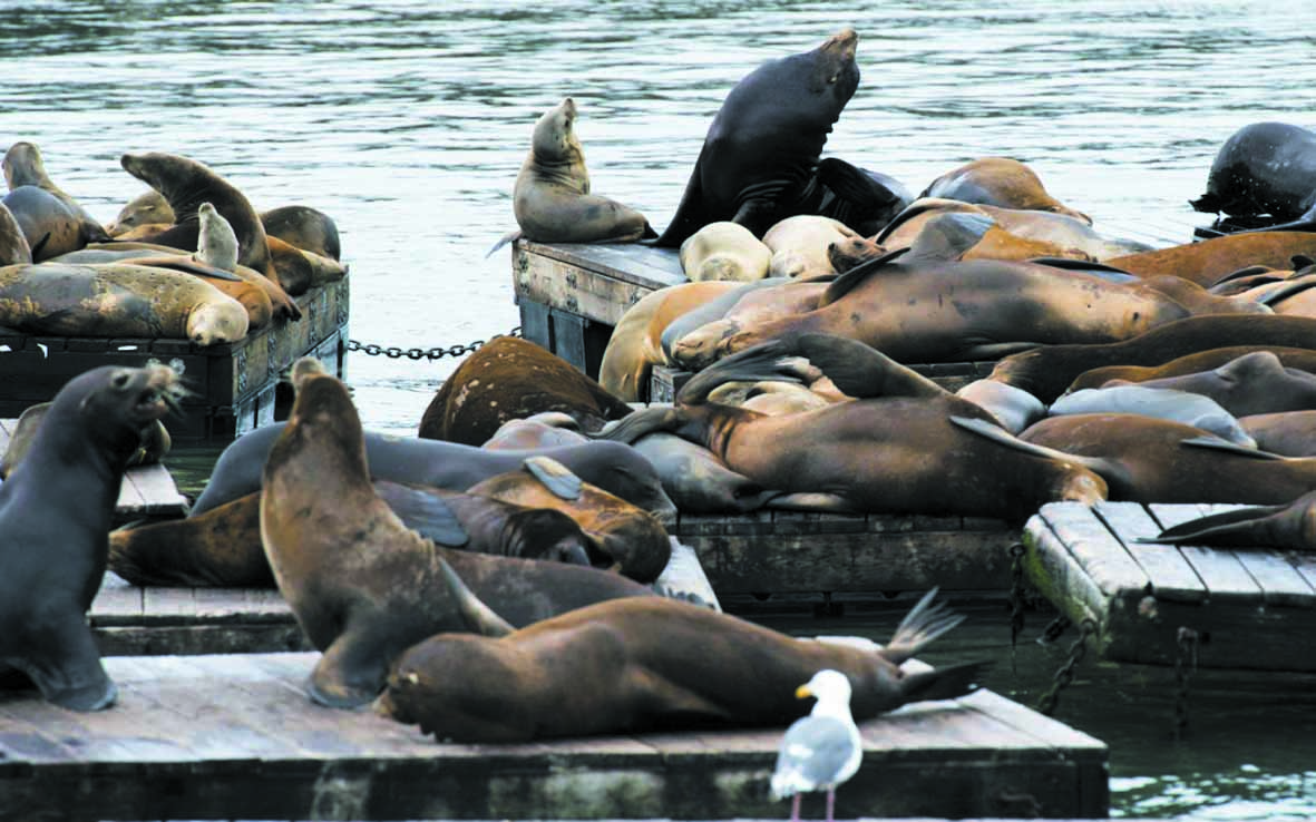 Insolite : ​Des nageurs attaqués  par des lions de mer
