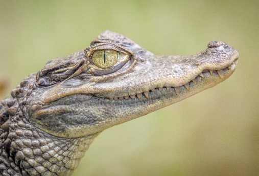 Insolite : Face à un crocodile
