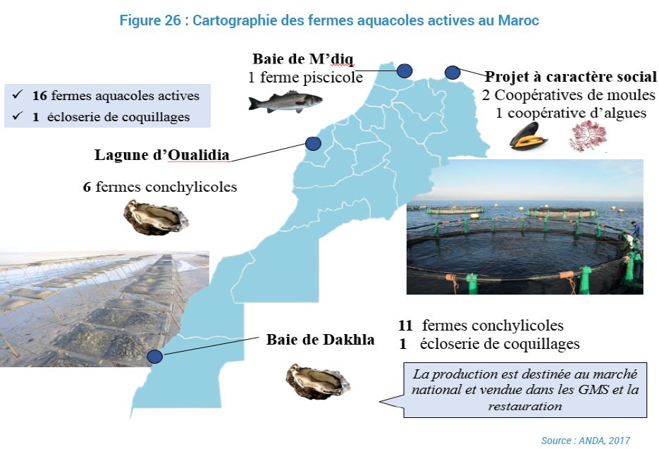 L’aquaculture marocaine en phase de décollage