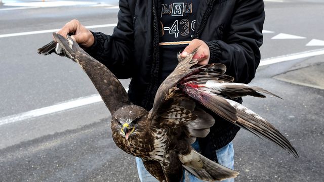 L'Albanie perd son aigle