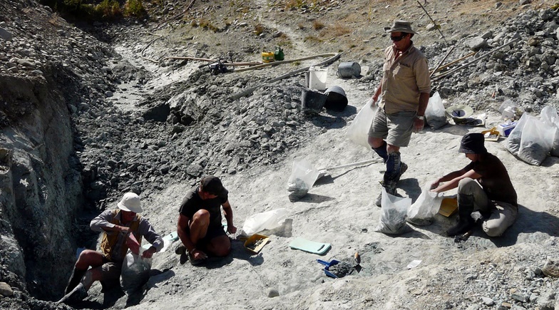 Découverte d'un fossile de chauve-souris géante en Nouvelle-Zélande Découverte d'un fossile de chauve-souris géante en Nouvelle-Zélande