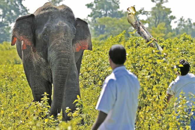 Insolite : Traque contre un éléphant