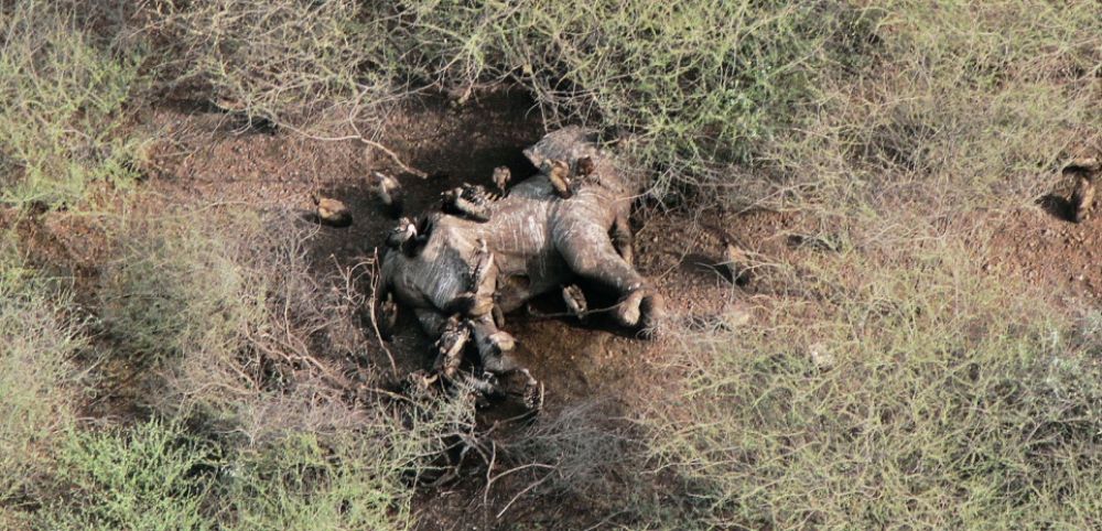 La faune sauvage, victime collatérale des guerres