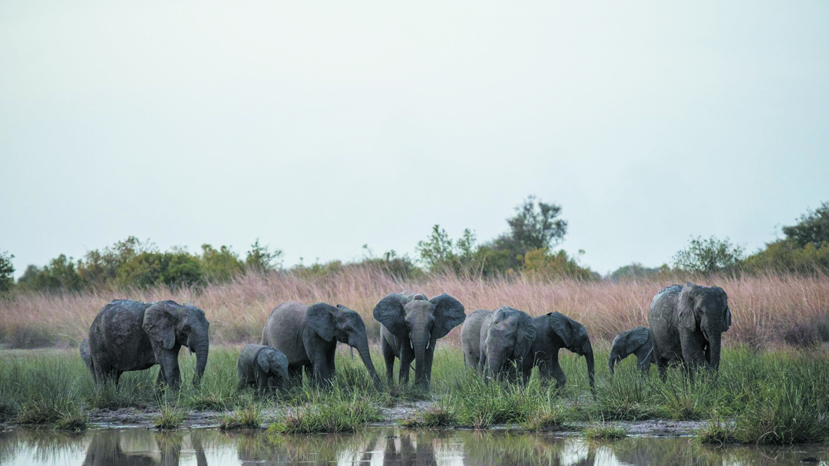 Le parc de la Pendjari se rêve en sanctuaire pour les éléphants d'Afrique de l'Ouest