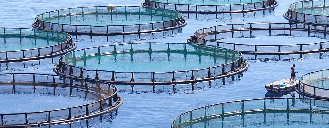 Pour une valorisation de l’aquaculture dans le Souss-Massa