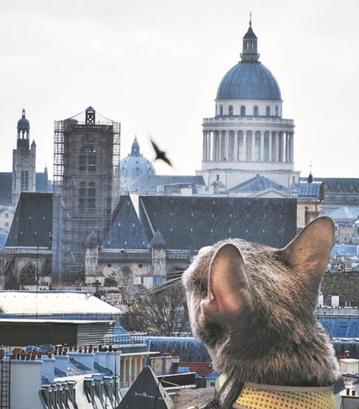 Insolite : Amener son chat en voyage?