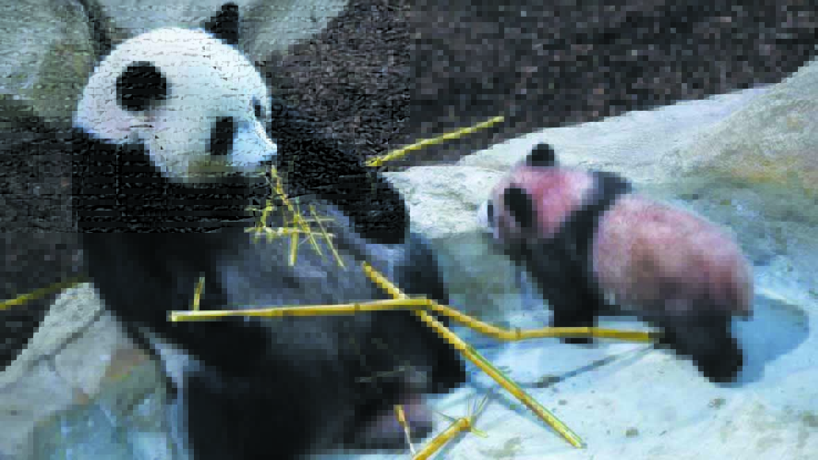 Plus de visiteurs dans les zoos grâce à “un effet panda”