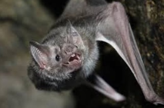 Les secrets des vampires pour ne vivre que de sang