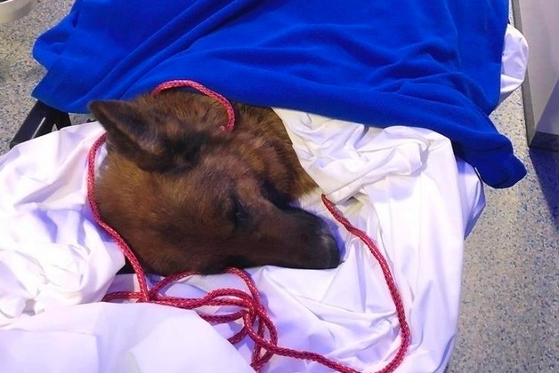 Insolite : Chienne chanceuse