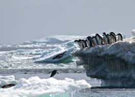 Découverte de  manchots Adélie  isolés en Antarctique