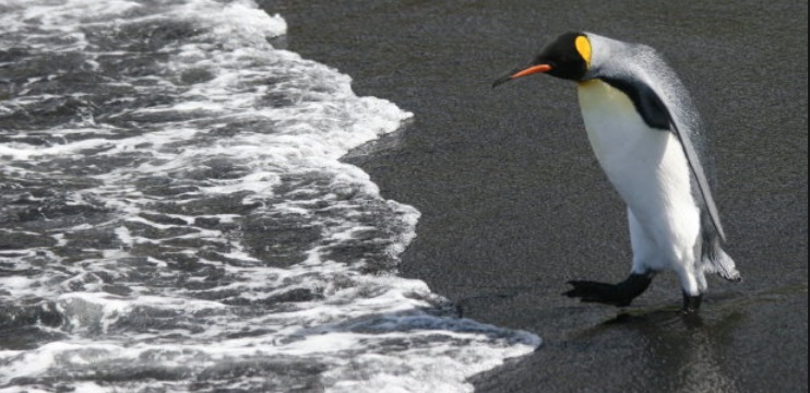 Pour les manchots royaux, l'exil incertain ou la mort
