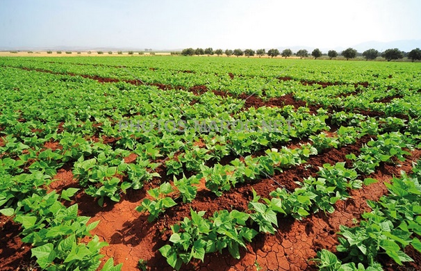 L’agriculture affiche une évolution favorable suite à une bonne pluviométrie L’agriculture affiche une évolution favorable suite à une bonne pluviométrie