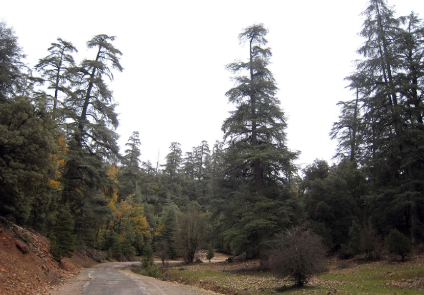 Journée internationale des forêts