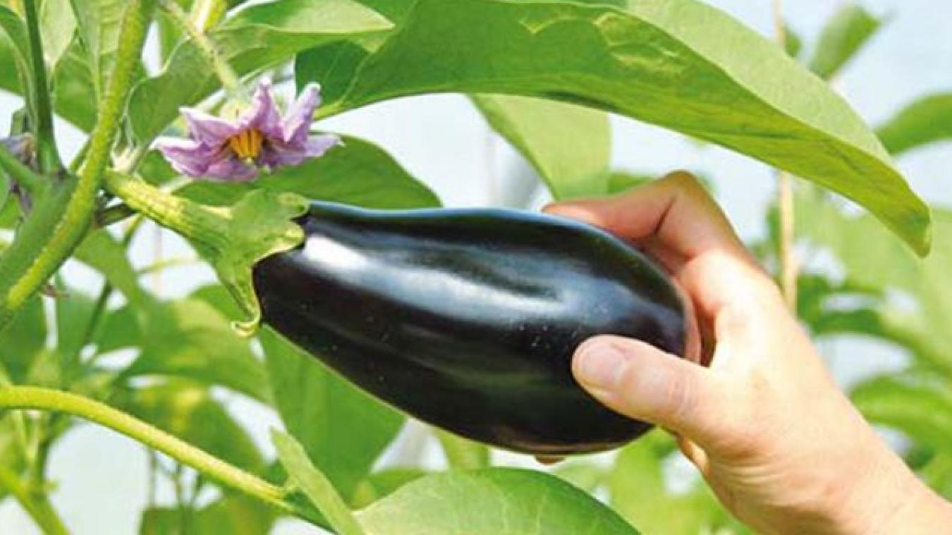 Insolite :  Acquitté d’une tentative de vol d’aubergine Insolite :  Acquitté d’une tentative de vol d’aubergine