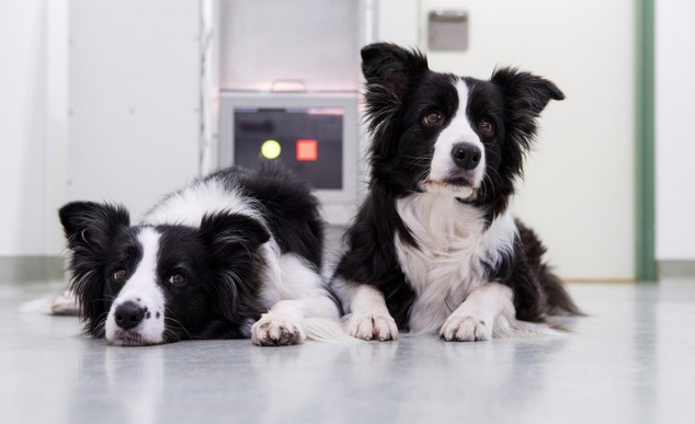 Les jeux vidéo pourraient aider les chiens à rester jeunes