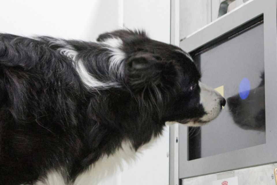 Les jeux vidéo pourraient aider les chiens à rester jeunes