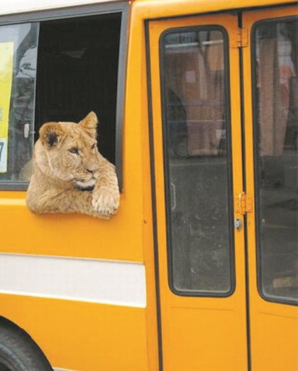 Insolite : Un lion dans le bus