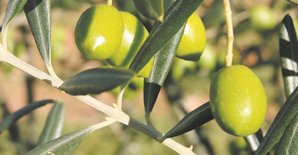 L’ombre de la “Xylella fastidiosa” plane sur les oliviers