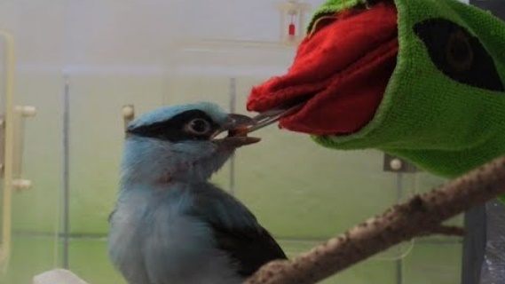 Une marionnette pour nourrir des oiseaux menacés de Java