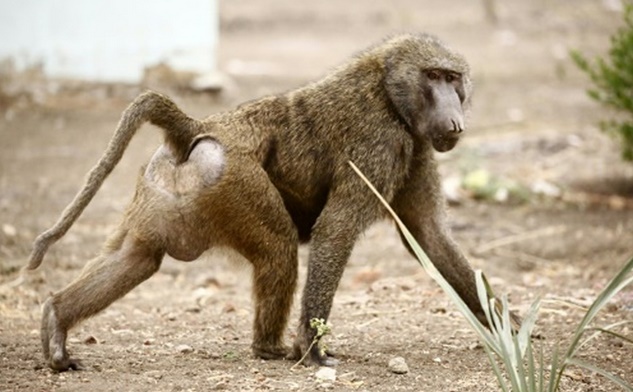 Insolite : Fuite des babouins