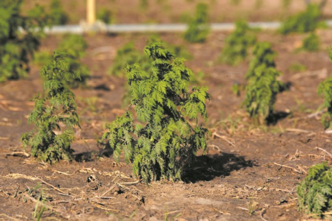 L'artemisia, remède “naturel” controversé contre le paludisme