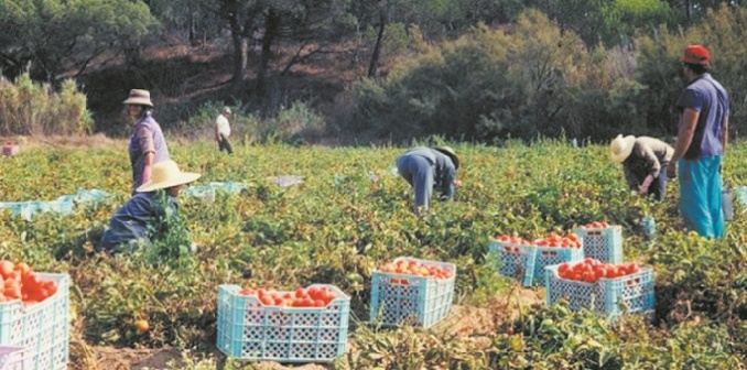 Hausse de plus de 7% du PIB agricole à 125 MMDH