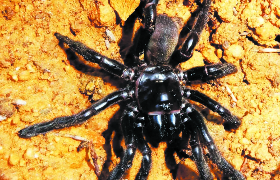 La plus vieille araignée du monde est morte