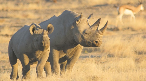 L'Homme aux Philippines dès 700.000 ans? La piste du rhinocéros