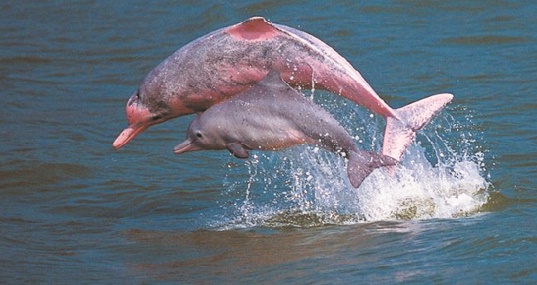 Disparition rapide des dauphins d’eau douce d’Amazonie