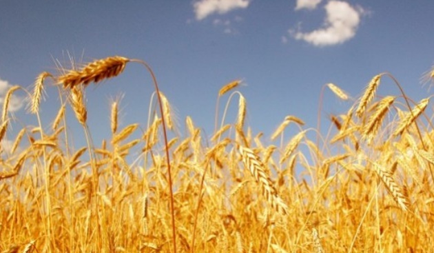 Echange marocco-allemand sur les marchés et technologies de céréales