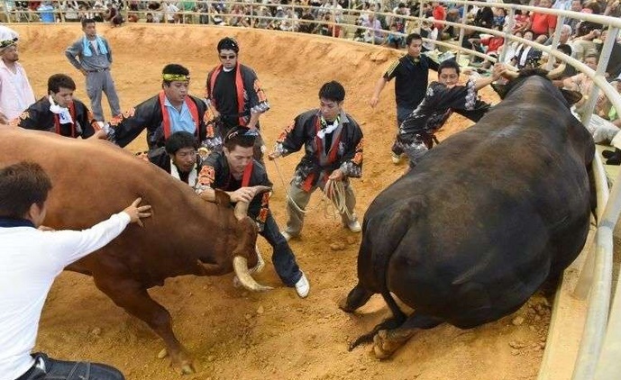 Les femmes japonaises ne sont plus interdites dans l'arène des combats de taureaux
