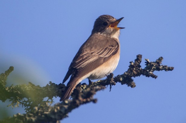 Pourquoi les oiseaux n'ont-ils plus de dents ?