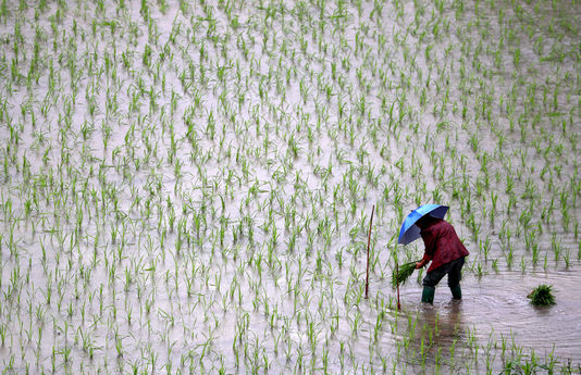 Plus de CO2 dans l'air, moins de nutriments  dans le riz