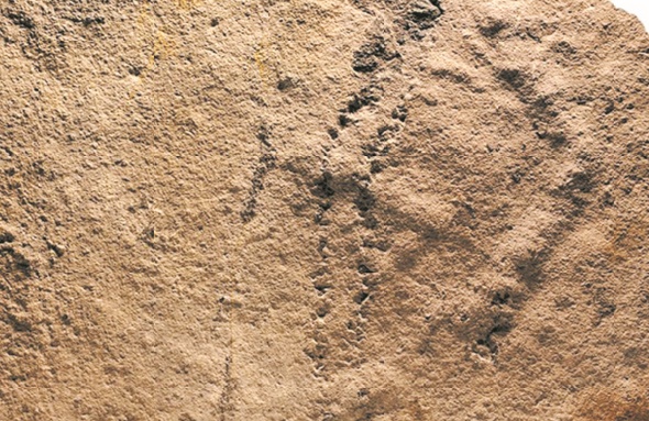 Découverte des empreintes d'animaux vieilles de 541 millions d'années