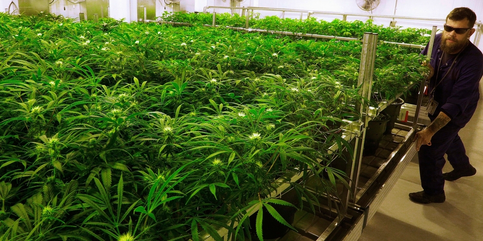 Le gouvernement néerlandais lance une expérience de culture légale de cannabis