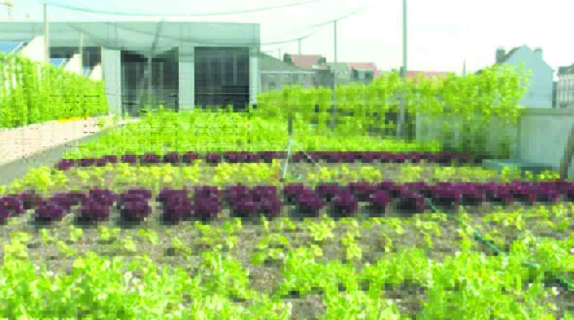 En plein essor à Bruxelles, l’agriculture urbaine cherche son modèle
