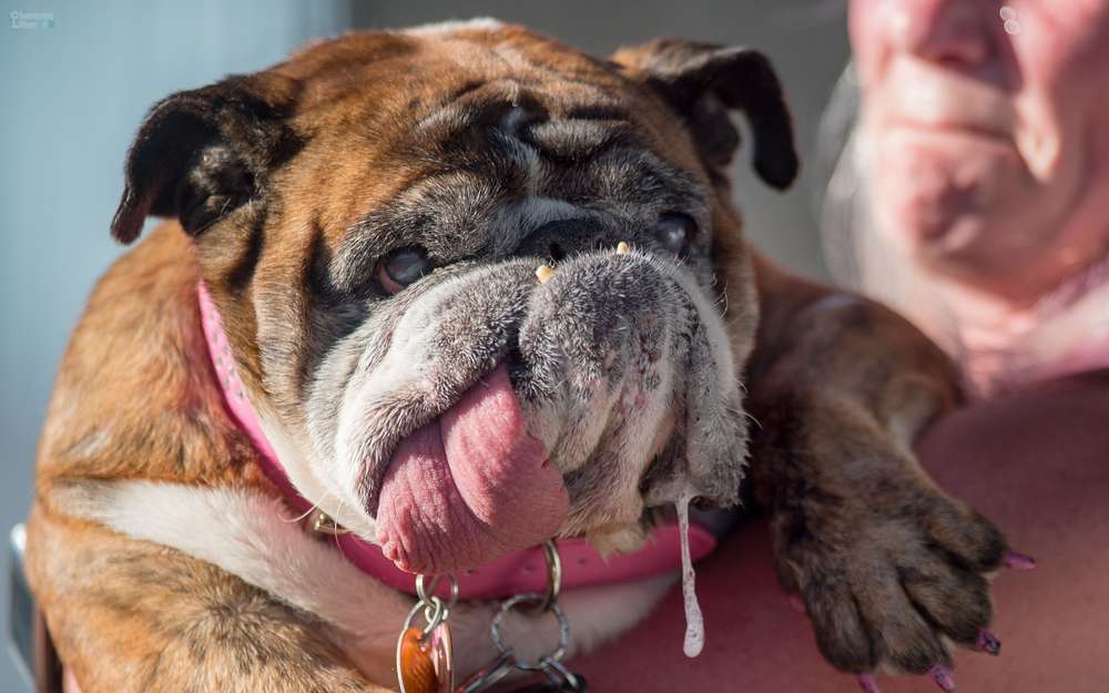 Insolite : ​​​Le chien le plus laid du monde est mort