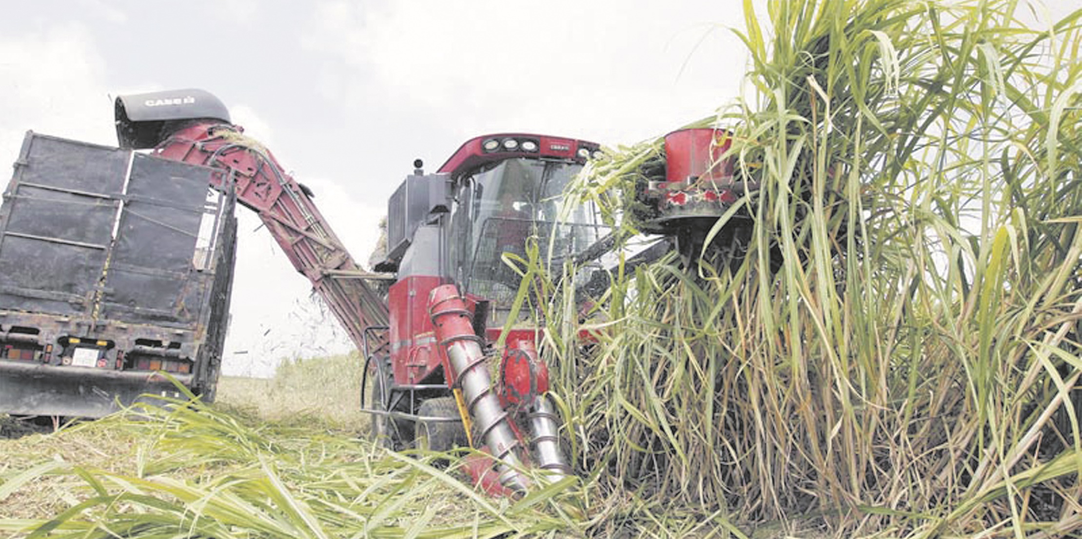 Production record de 1,2 million de tonnes de cultures sucrières dans le Gharb Production record de 1,2 million de tonnes de cultures sucrières dans le Gharb
